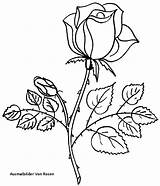Rosen Ausmalen Ausmalbilder Ausdrucken Malvorlagen Coloriage Blumen Vorlagen Fleurs Schablonen Ausmalbild Dekoking Calcar Pintar sketch template