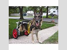 Extra Extra Small Dog Wheel Chair : Dog Wheechairs : Pet Supplies