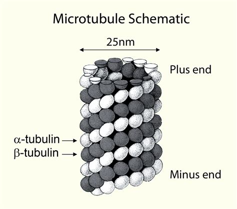 tubulin  microtubule kits  drug discovery  research