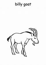 Coloring Billy Goat Pages Kids Color Goats sketch template