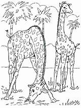 Coloring Pages Wildlife Animals Animal Printable Safari Wild Realistic Farm Baby Print Color Getcolorings Getdrawings Colorings Adults Zoo sketch template