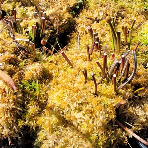 golden sphagnum moss  sale carnivorous plant nursery
