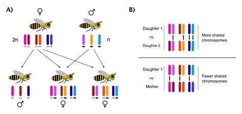 “i’m Xy And I Know It” Sex Determination Systems 101 Science In The News