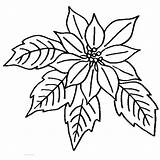 Poinsettia Coloring Bloom National Color Netart Print sketch template