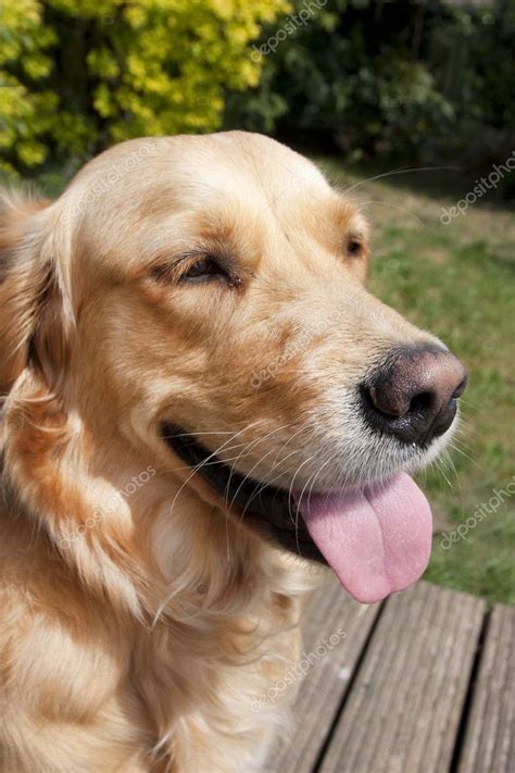 close    golden retriever dogs face stock photo  cjoingate