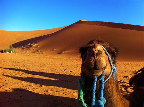 morocco tours zagora desert  sahara desert camels holiday