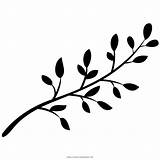 Ramo Monochrome árbol Hoja Pngwing Laurel Barley sketch template