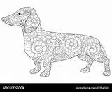 Dachshund Coloring Book Adults Books Vectorstock sketch template