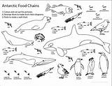 Food Chain Coloring Antarctic Antarctica Pages Sheet Web Printable Animals Activity Ocean Kids Science Sheets Chains Color Click Life Getcolorings sketch template