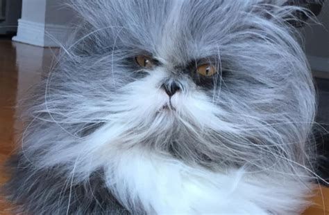 The Internet Is Going Crazy Over This Fur Ball Is It A