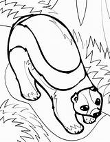 Coloring Wolverine Pages Animal Getdrawings Getcolorings sketch template
