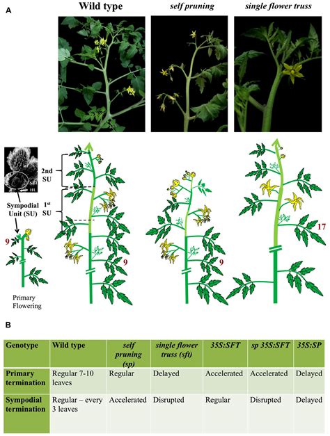 frontiers florigen  anti florigen  systemic mechanism  coordinating growth