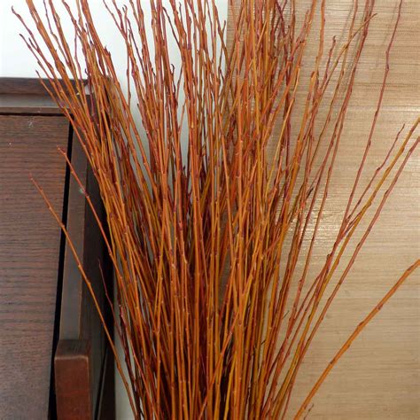 flame willow branches  branches