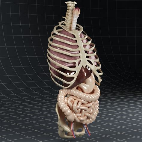 3d Anatomy Internal Organs 02 Cgtrader