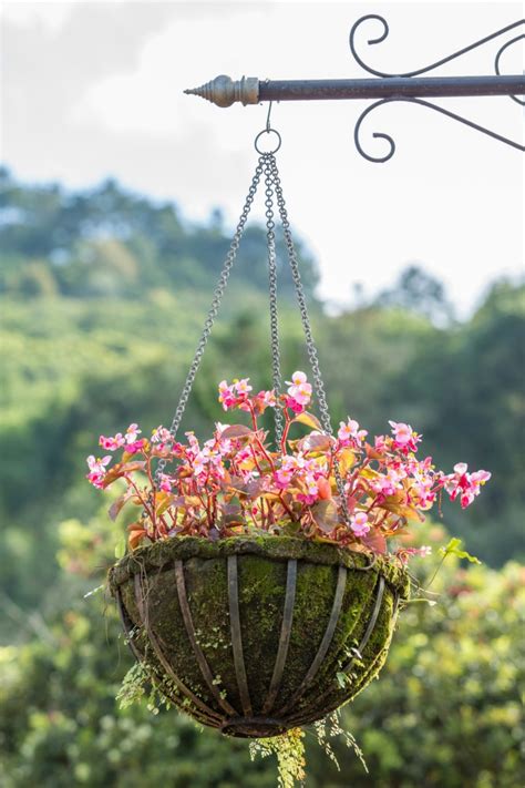 creating hanging baskets thriftyfun