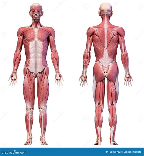 menselijk lichaam volledig mannelijk spierstelsel voor en achteraanzicht stock illustratie