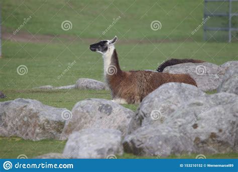 White Brown Llama With Black Head Lying On A Green Field