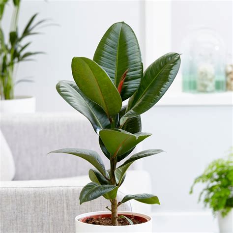 buy rubber plant ficus elastica robusta