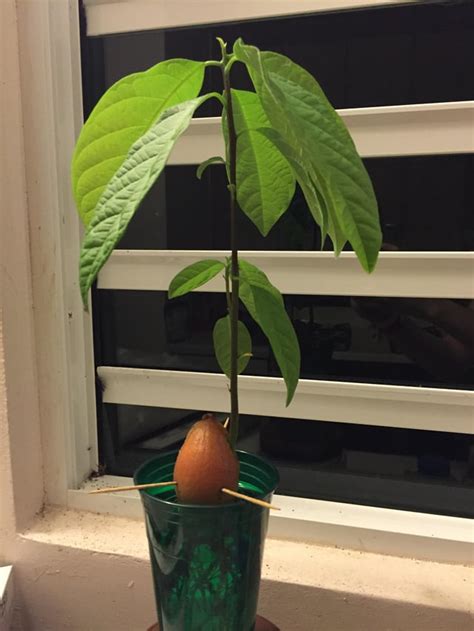 First Time Trying To Grow An Avocado Tree And So Far So Good R
