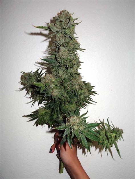optimal height  cannabis plants grow weed easy