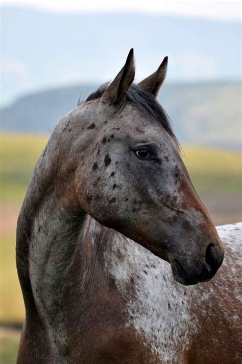 horse breed appaloosa