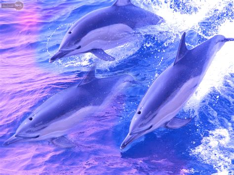 photo gallery dolphin backgrounds