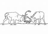Elk Sanglier Cervi Combattimento Cerf Chasseur Alce Tra Luchando Ciervos Malvorlage Cerfs Deer Peleando Alces Bucks Chasse Cervo Osos Herten sketch template