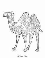 Coloring Animal Mandala Pages Camel sketch template