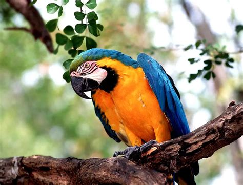 facts  parrots  kids parrot habitat diet