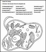 Cell Organelles Sketch Ribosomes Getdrawings Prokaryote K5worksheets Biologycorner Cytology Teachers Mitosis Chessmuseum Sponsored sketch template