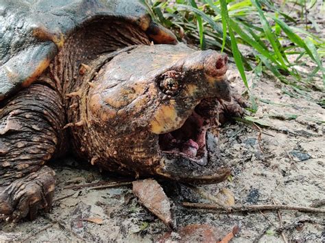 giant rare alligator snapping turtle caught in florida