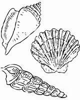 Muszle Muszelki Kolorowanki Kolorowanka Scallop Seashell Nutmeg Cerith Róże Colornimbus Druku Malowanki sketch template