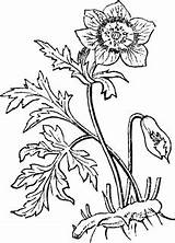 Anemone Coronaria sketch template