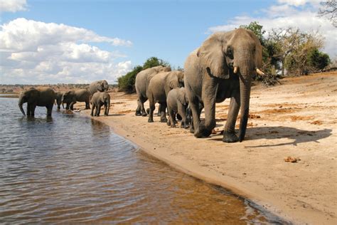 Chobe National Park Botswana Tourism Organisation