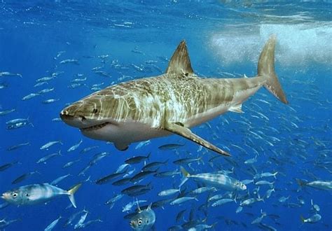 haaien kraakbeenvissen vissen dierenbieb dieren plusklasannaenthijmen