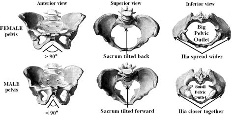 All About The Pelvis