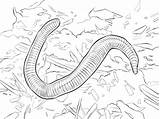Terre Earthworm Vermi Wiggler Lombriz Vers Minhoca Californiana Worm Ausmalbild Animali Disegnare sketch template