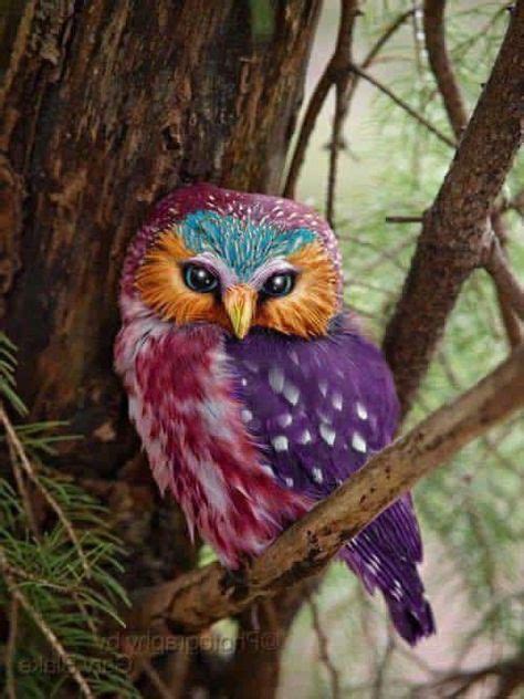 owl colors  images birds beautiful birds colorful owls