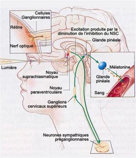 definition hypothalamic paraventricular nucleus