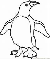 Penguin Coloring Pages Penguins Cartoon Kids Printable Color Drawing Clipart Pittsburgh Cliparts Baby Animals Clip Library Chinstrap Colour Sheet Getcolorings sketch template