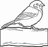 Sparrow Coloring Drawing Line Simple Pages Clipart Tree Popular Designlooter Drawings Getdrawings Kids Library sketch template