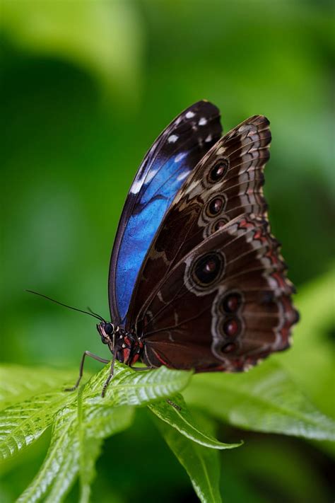 close  photograph morpho butterfly animal beautiful blue morpho