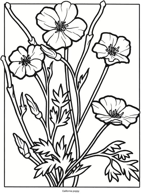wild flowers coloring pages coloring home