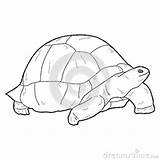 Tortoise Aldabra Giant Coloring 800px 59kb sketch template