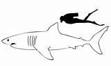 Squalo Shark Bianco Colorare Disegni sketch template
