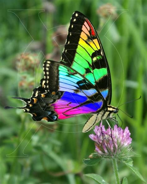 Reminds Me Of Something Special Beautiful Butterflies Colorful