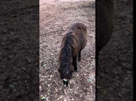 mini horse stallion youtube