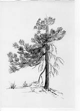 Pine Drawing Ponderosa Sketch Part Lesson Sketching Paintingvalley sketch template