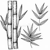 Bamboo Stalk sketch template