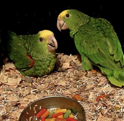 double yellow headed amazon  sale buy amazon parrot home breed birds